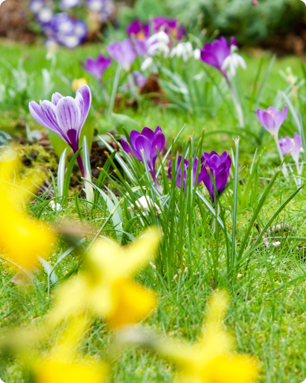 Image of flowers